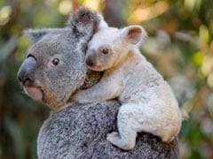You Can Name This Rare White Baby Koala. Send Suggestions On Facebook