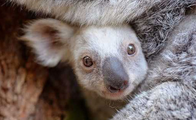 You Can Name This Rare White Baby Koala. Send Suggestions On Facebook