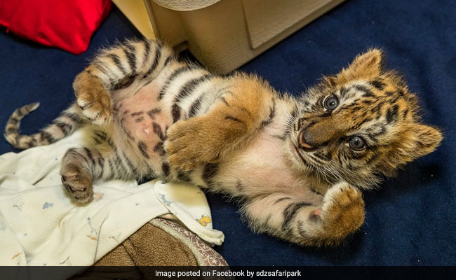 Cute tiger cubs playing