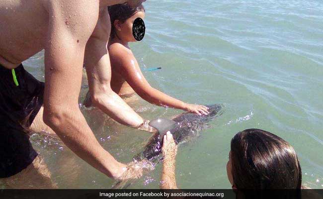 A Mob Of Beachgoers Wanted To Play With A Baby Dolphin. They Killed It