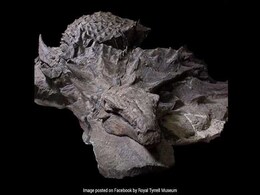 Scientists Discover 'Mona Lisa' Of Dinosaurs In Canada Scientists Discover 'Mona Lisa' Of Dinosaurs In Canada
