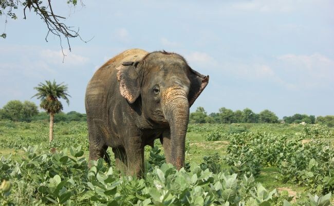 How Wildlife SOS Is Saving Abused Elephants - From Circus To Sanctuary