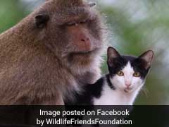 This Unlikely Friendship Between A Cat And A Macaque Is So Aww-Dorable
