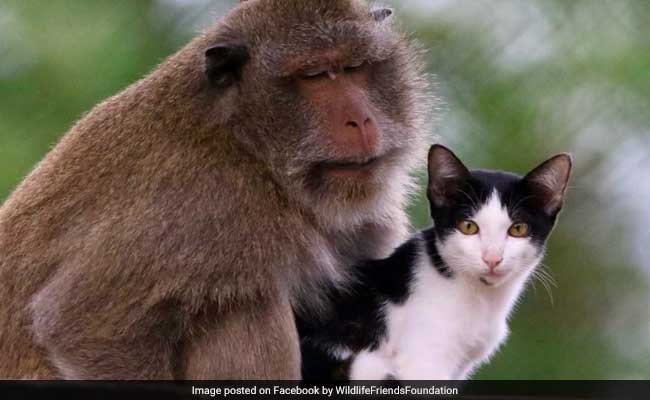 This Unlikely Friendship Between A Cat And A Macaque Is So Aww-Dorable