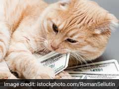 Woman Leaves $300,000 To Her Cats. They Were 'Like Her Babies'