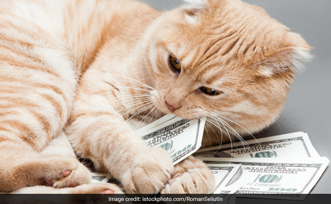 Woman Leaves $300,000 To Her Cats. They Were 'Like Her Babies'