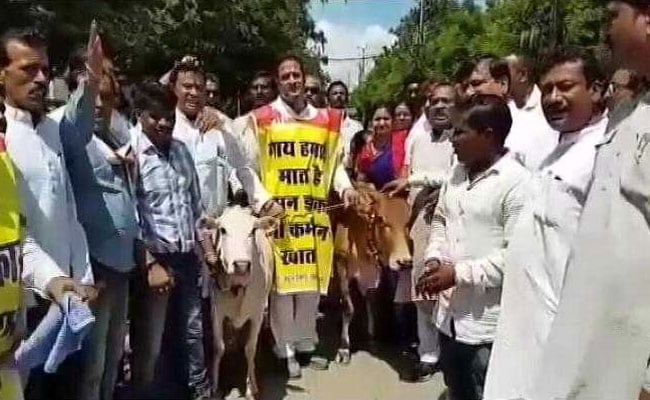 छत्तीसगढ़ में भूख से गायों की मौत पर कांग्रेस का प्रदर्शन, गाय लेकर सीएम आवास में घुसने की कोशिश