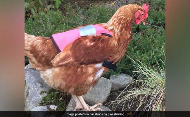 These Chickens Wearing Pink Vests Is The Cutest Thing You'll See Today