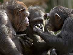 Chimps Can Play Rock-Paper-Scissors Game: Study