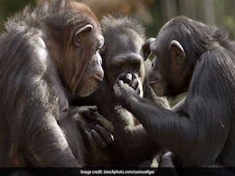 Chimps Can Play Rock-Paper-Scissors Game: Study Chimps Can Play Rock-Paper-Scissors Game: Study