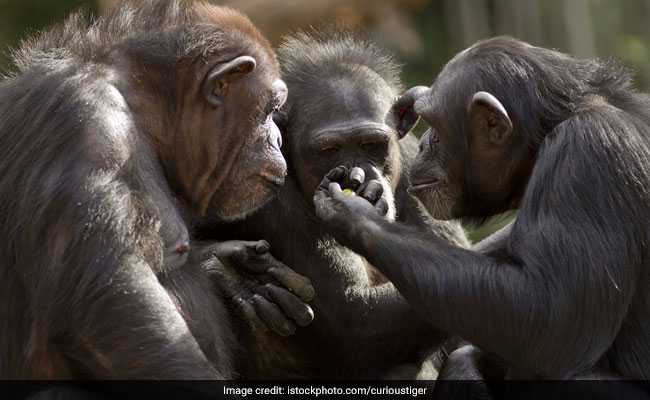 Chimps Can Play Rock-Paper-Scissors Game: Study