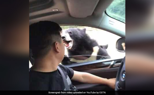 On Drive-Through Safari, Man Rolls Down Window To Feed Bears. Then, This