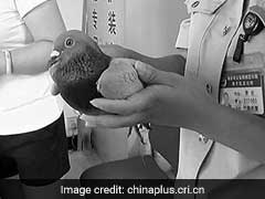 In China, A Creative New Method To Scam People - Carrier Pigeons