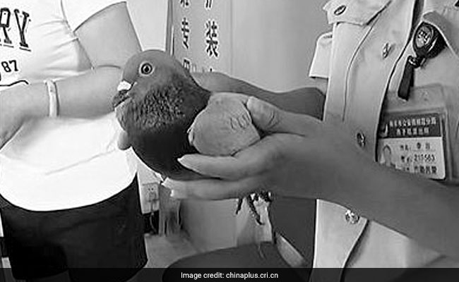 In China, A Creative New Method To Scam People - Carrier Pigeons