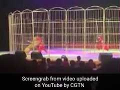 Watch: Tiger Attacks Trainer, Drags Him Across Stage In Circus