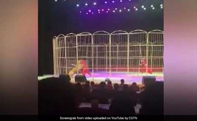 Watch: Tiger Attacks Trainer, Drags Him Across Stage In Circus