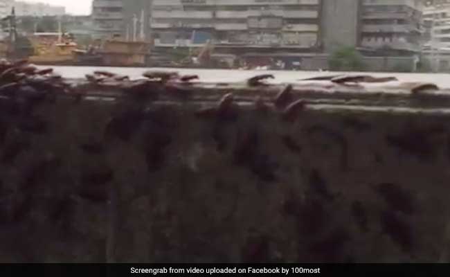 Thousands Of Cockroaches Scurrying Across Wall Will Make Your Skin Crawl