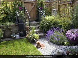 Mom Spots Cute Dog In Restaurant. You Won't Believe What It Really Was Mom Spots Cute Dog In Restaurant. You Won't Believe What It Really Was