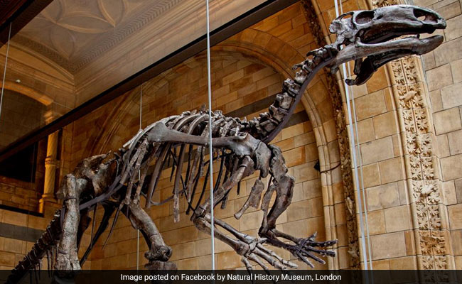 10-Year-Old Spots Mistake At Museum, Parents Didn't Believe Him At First