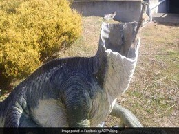 Dinosaurs Beheaded At Australian Museum Dinosaurs Beheaded At Australian Museum