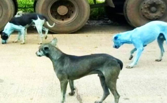 Mumbai Factory Shut For Dumping Dye After Dogs Turn Blue