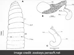 2 New Earthworm Species Found In Kerala