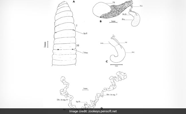 2 New Earthworm Species Found In Kerala