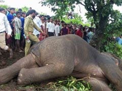Hyderabad Hunter Shot Serial Killer Elephant In Hours