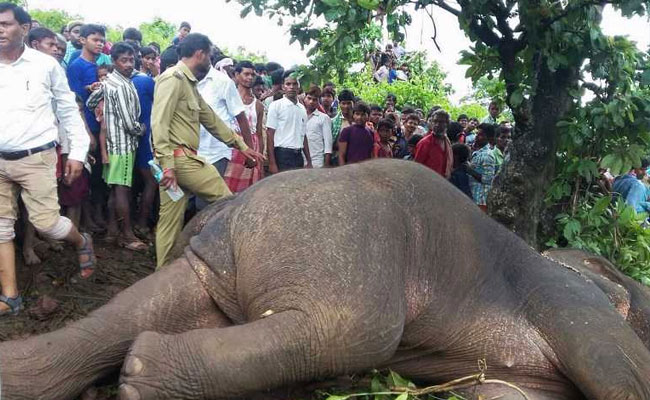 Hyderabad Hunter Shot Serial Killer Elephant In Hours