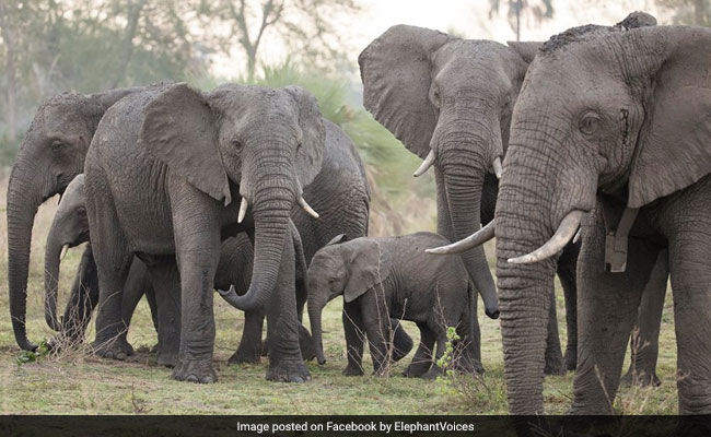 On World Elephant Day, Learn How To 'Speak' Elephant