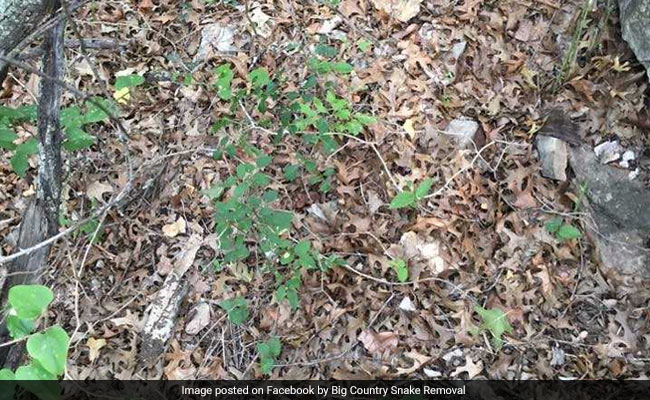 If You Find The Snake In This Pic, You Have Excellent Observation Skills