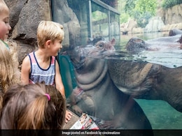 From Fiona The Baby Hippo To April The Giraffe. How Animals Go Viral From Fiona The Baby Hippo To April The Giraffe. How Animals Go Viral