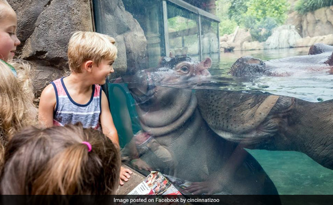 From Fiona The Baby Hippo To April The Giraffe. How Animals Go Viral