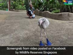 Watch: This Baby Flamingo Loves Walking In His Shiny Blue Boots