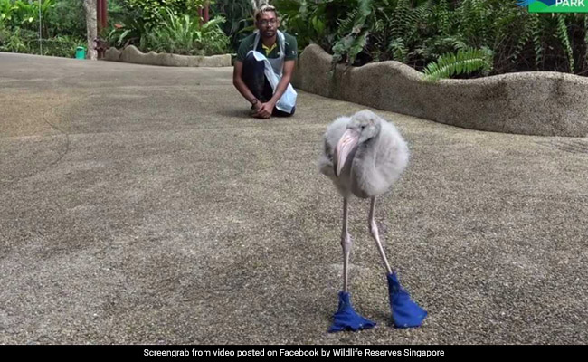 Watch: This Baby Flamingo Loves Walking In His Shiny Blue Boots