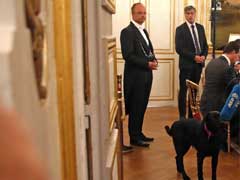 France Finds 'Nemo' As Macron Adopts First Dog