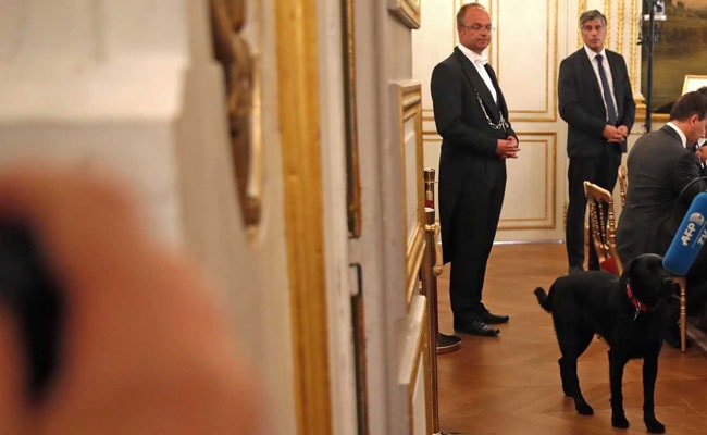 Bad Dog! French President's Pet Interrupts Meeting, Urinates On Fireplace