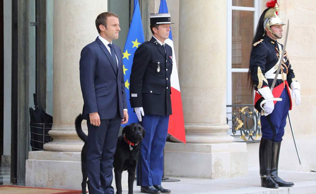 France Finds 'Nemo' As Macron Adopts First Dog