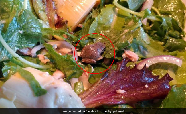 Woman Finds Live Frog In Packaged Salad, Keeps It As Pet