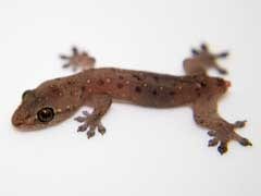 Stowaway Egyptian Gecko Travels 4,500 km, Found In Manchester Woman's Fridge