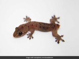 Stowaway Egyptian Gecko Travels 4,500 km, Found In Manchester Woman's Fridge Stowaway Egyptian Gecko Travels 4,500 km, Found In Manchester Woman's Fridge