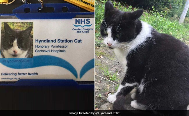 Hard-Working Station Cat Gets Second Job As Honorary 'Purrrfessor'