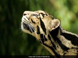 During The Solar Eclipse, Animals Will Be Confused During The Solar Eclipse, Animals Will Be Confused