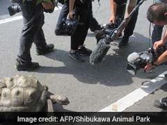 Giant Tortoise That Fled Zoo Twice Found 140 Metres Away