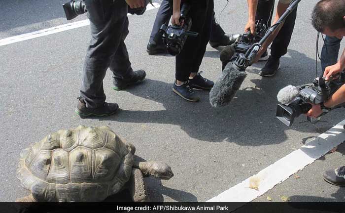 Giant Tortoise That Fled Zoo Twice Found 140 Metres Away