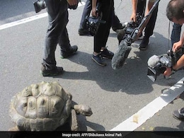 Giant Tortoise That Fled Zoo Twice Found 140 Metres Away Giant Tortoise That Fled Zoo Twice Found 140 Metres Away