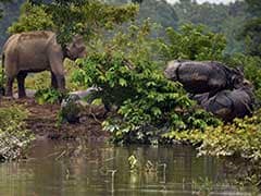 Assam Flood: Kaziranga Rhinos Flee To High Ground