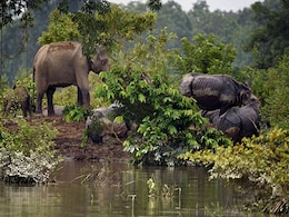 असम: बाढ़ के बाद पर्यटकों के लिए फिर खुला काजीरंगा पार्क असम: बाढ़ के बाद पर्यटकों के लिए फिर खुला काजीरंगा पार्क