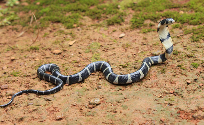 In Kerala, 3 Men Guarded King Cobra Eggs For Over 100 Days. See Pics