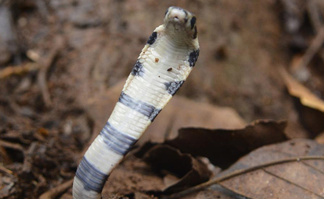 5 Tamil Nadu Men Detained After Taking Selfies With King Cobra